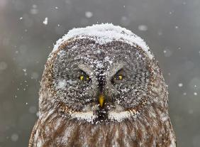 Great Grey Owl Winter Portrait