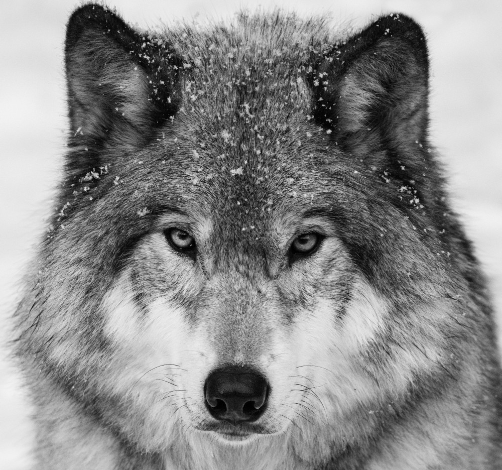 Wolf Portrait from Mircea Costina