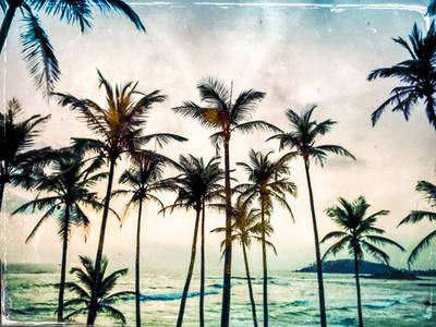 Palmen am Strand in Sri Lanka