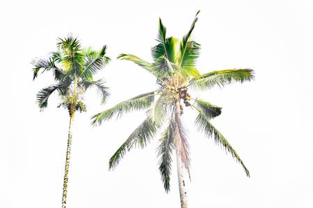 Palmen, Bali, minimalistisch, tropisch, Natur, Coco