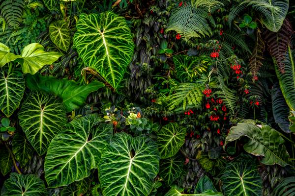 Tropische Pflanzen im Regenwald, Pflanzen und Blumen im Dschungel, Botanische Motive from Miro May