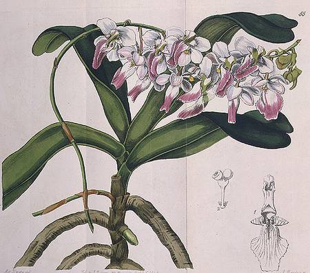 Aerides Crispum (orchid) published by I. Ridgway from Miss Drake