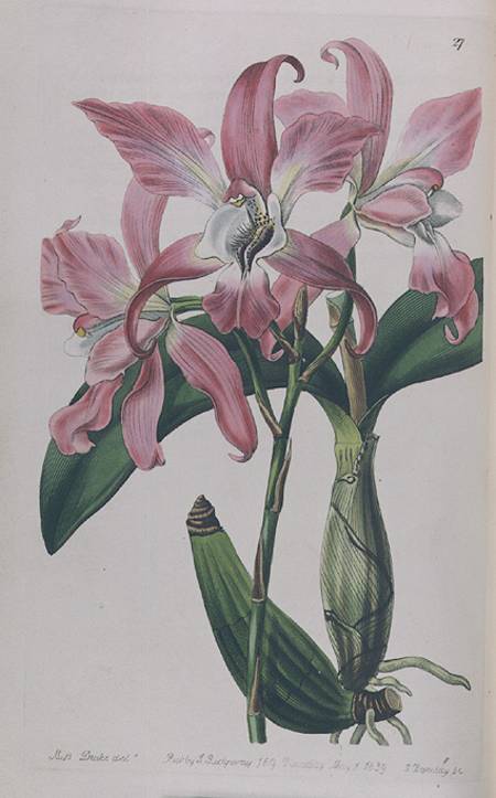 Coryanthes Macrantha published by I. Ridgway from Miss Drake