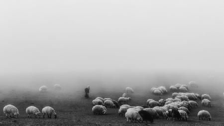 Shepherds old woman