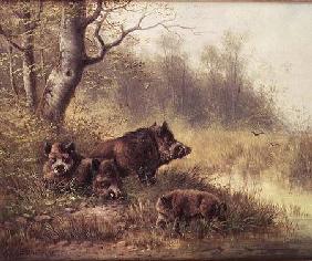 Wild Boar in the Black Forest