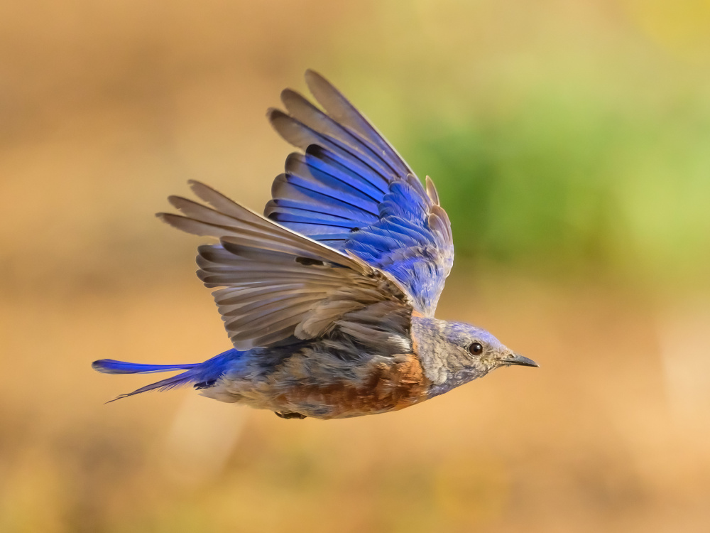 Western Blubird in Flight from Moses Wang