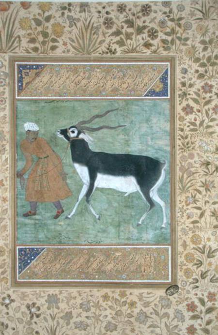 An Indian black buck being led by its keeper from Mughal School