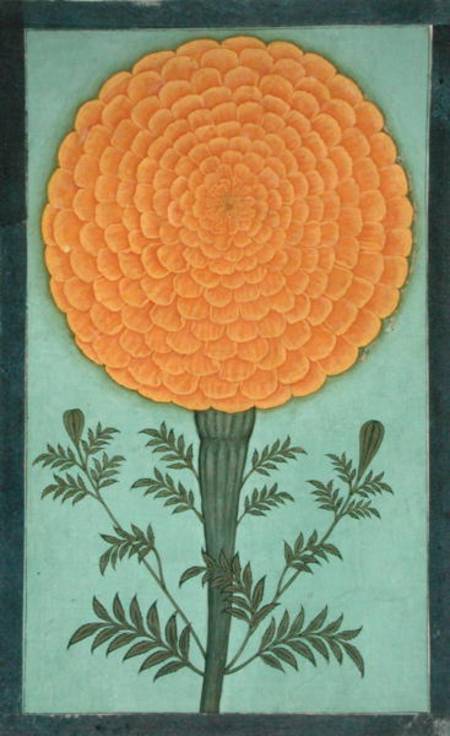 A Marigold, from the Small Clive Album  on from Mughal School