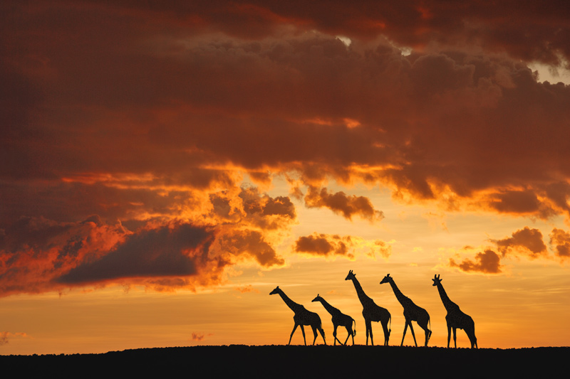 Five Giraffes from Muriel Vekemans