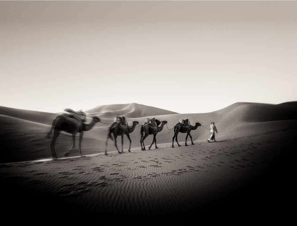 Four Camels from Murray Sye