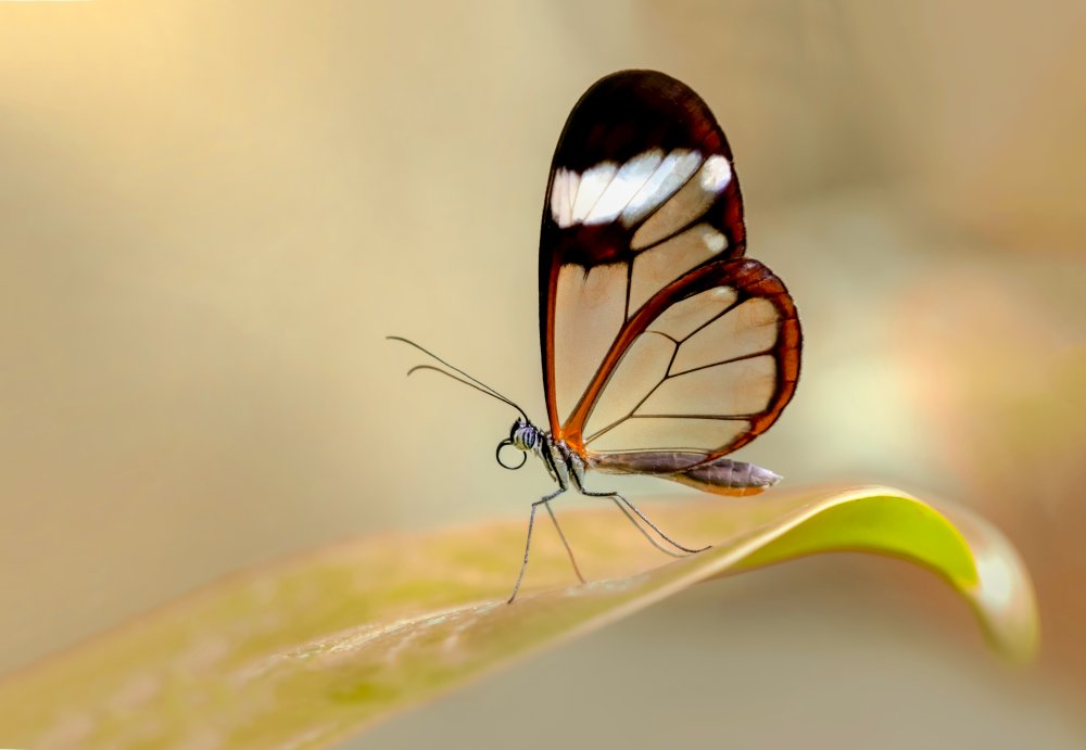 Glasswing Butterfly from mustafa öztürk