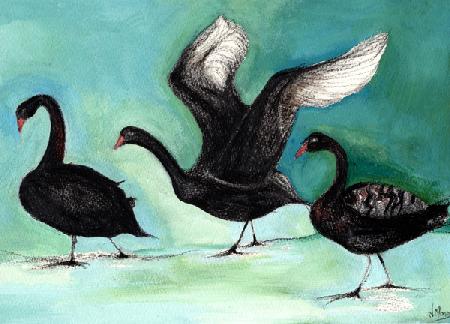 A ballet of Black Swans