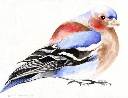 Colourful Chaffinch