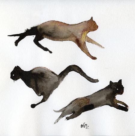 Run Cat Run