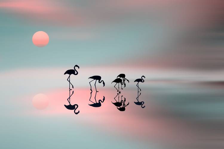 Family flamingos from Natalia Baras