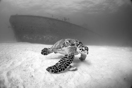 Captain Keith Tibbetts Wreck (Cayman Brac)