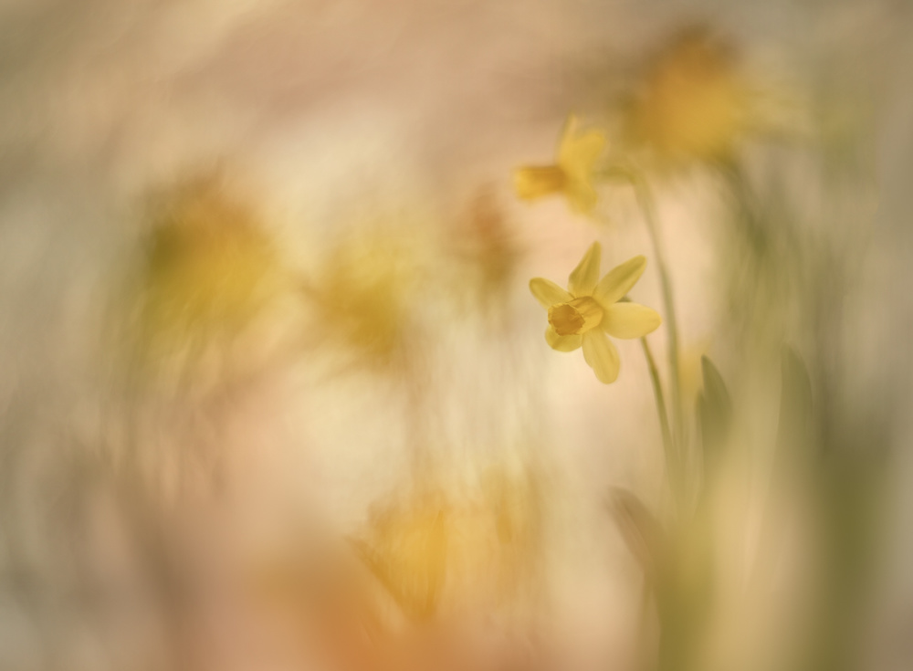 Daffodils from Nel Talen
