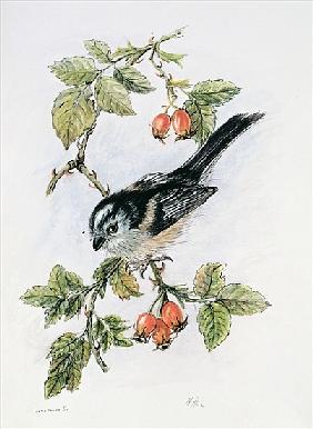 Long-tailed tit and rosehips 