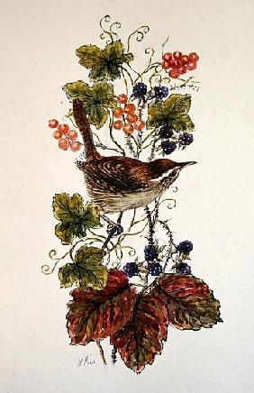 Wren on a spray of berries 