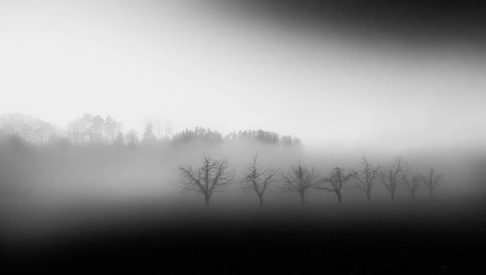 Eight trees in the mist from Nic Keller
