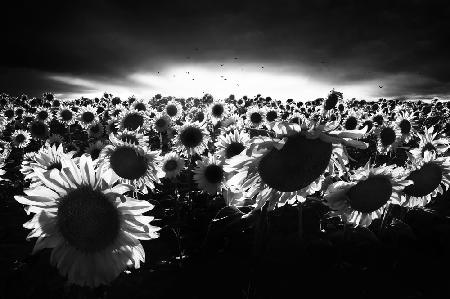 Sunflowers against the light