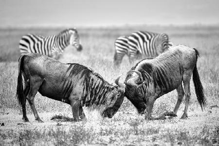 Fight wildebeest