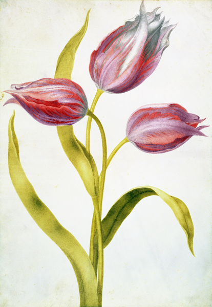 Tulips from Nicolas Robert