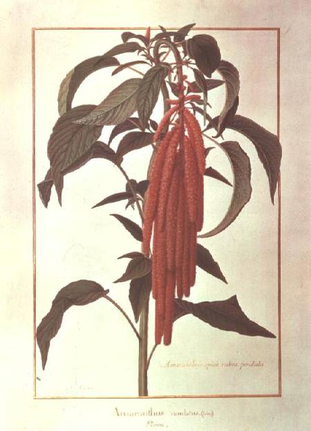 Amarantus Caudatus (w/c on vellum) from Nicolas Robert
