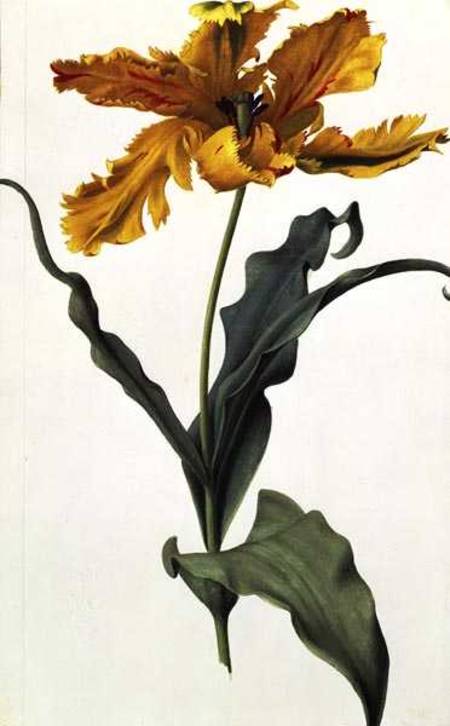 Tulip from Nicolas Robert
