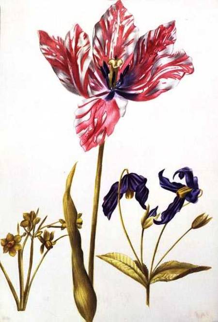 Tulip and Daffodil from Nicolas Robert
