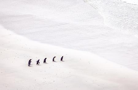 Penguins going to the sea
