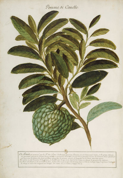 Anacardium pineum / Ch.Plumier from 