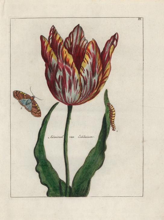 Admiral van Enkhuizen tulip, Tulipa gesneriana from 