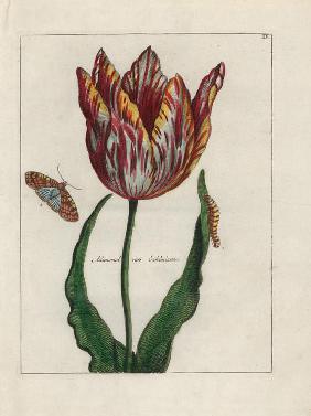Admiral van Enkhuizen tulip, Tulipa gesneriana