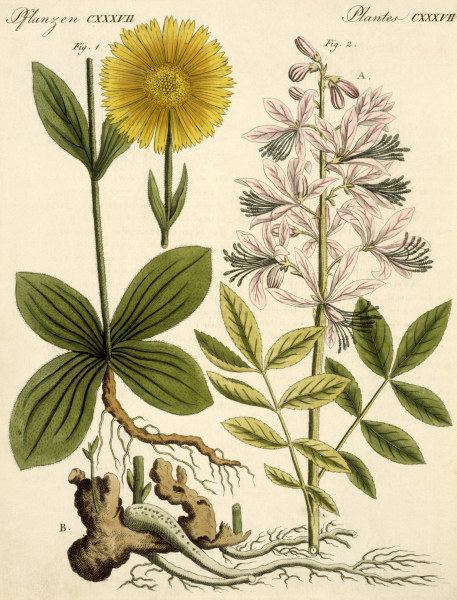 Arnica and glas plant / Bertuch 1813 from 