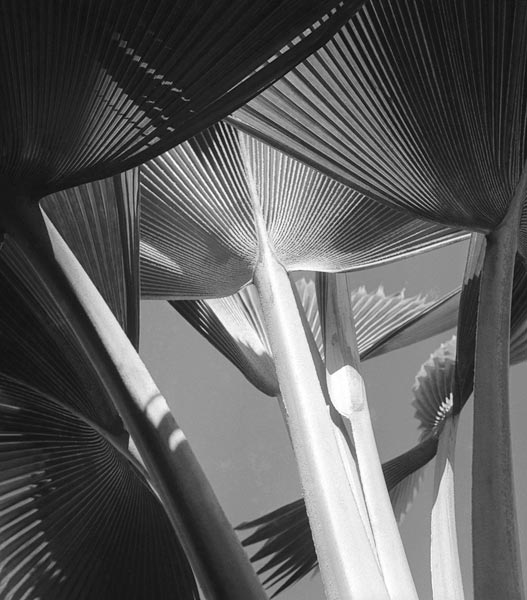 Arrangement of common decorative palm (b/w photo)  from 