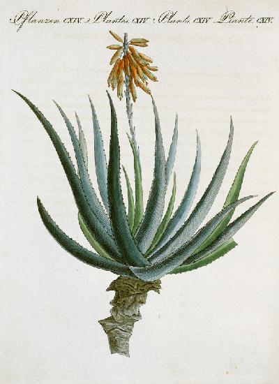 Aloe /from Bertuch 1809