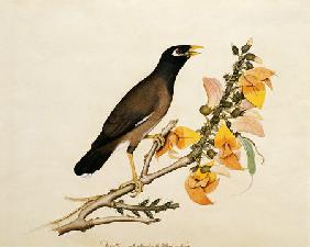 A Minah Bird Perched On A Flowering Branch