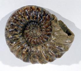 Asteroceras obtusum (Ammonite) found in Lyme Regis, Dorset, Lower Jurassic Period (photo)