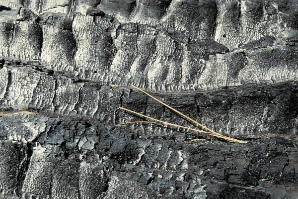 Bark of Burnt tree with pine needles, Kings canyon (photo)  from 