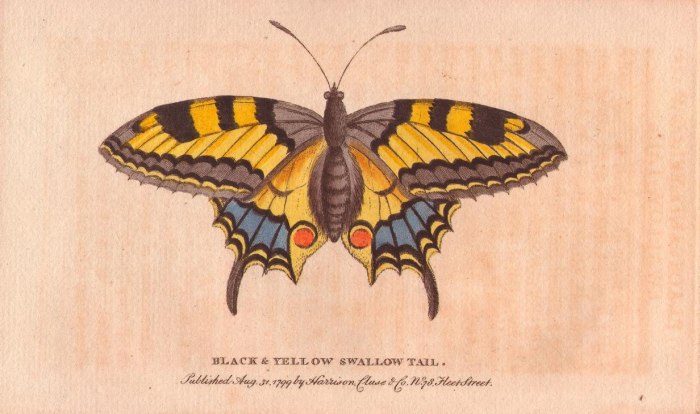 Black and yellow swallowtail butterfly from 