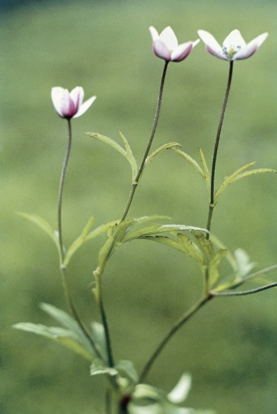 Brook Anemone (Anemone rivularis Buch Ham) (photo)  from 