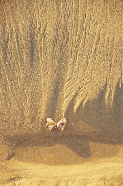 Butterfly like shell on sand near Covelong (photo)  from 