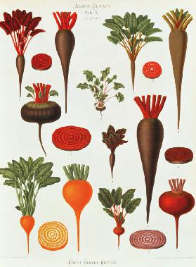 Beetroot / Album Benary / Lithograph