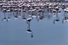 Birds, Flamingos visit coastal towns of Saurashtra (photo) 