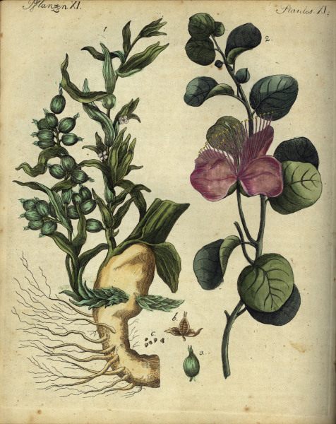 Cardamom and Capers / from Bertuch 1792 from 