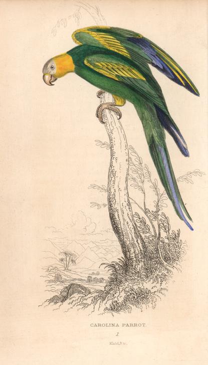 Carolina parakeet (Carolina parrot), Conuropsis carolinensis (Psittacus carolinensis) from 