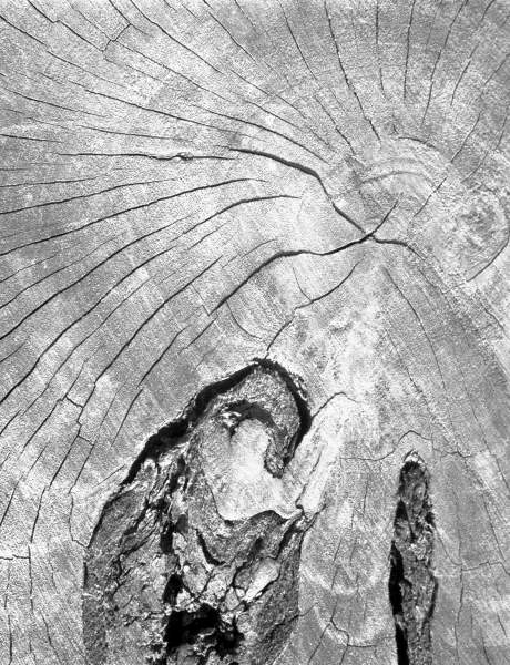 Close up of tree trunk (b/w photo)  from 