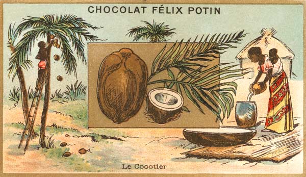 Coconut Palm / Collector s Card, c.1890 from 