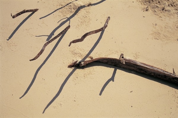 Coconut tree roots and dry twig, Bangramn (photo)  from 